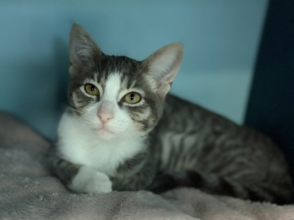 Small grey and white Domestic Shorthair mix kitten | Peanut