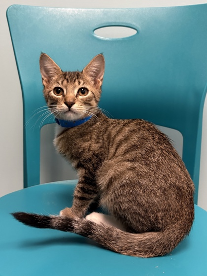 Small brown and white Domestic Shorthair mix kitten | Finn