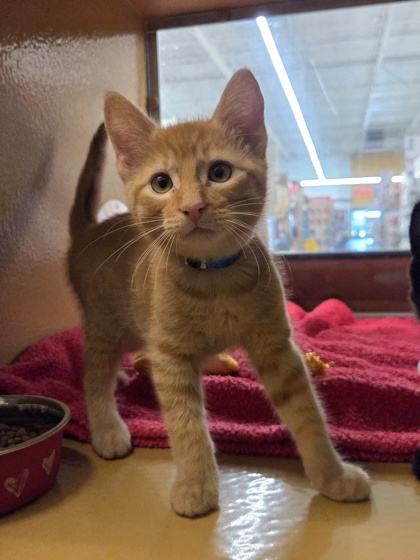 Small orange Domestic Shorthair mix kitten | Arion