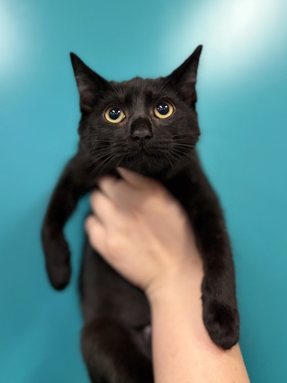 Small black Domestic Shorthair mix kitten | Wednesday