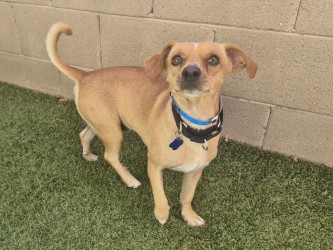 Small tan Short Coat Chihuahua mix dog | Paul