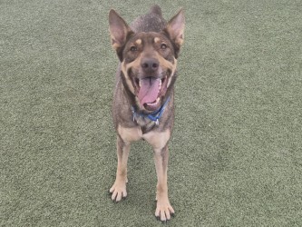 Large brown and tan German Shepherd mix dog | Cash