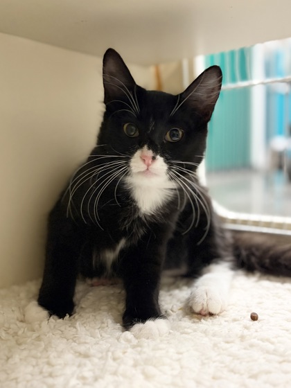 Small black and white Domestic Medium Hair mix kitten | Eve