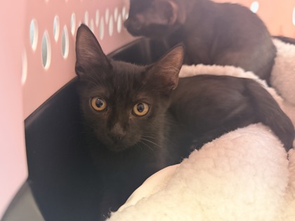 Small black Domestic Shorthair mix kitten | O'doyle