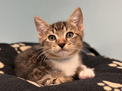 Small brown and white Domestic Shorthair mix kitten | Oliver
