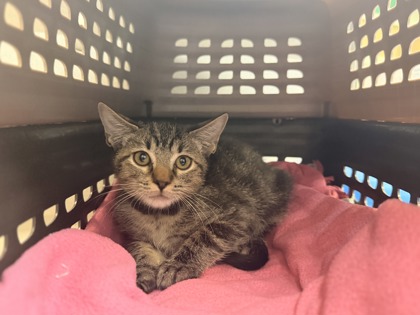 Small brown Domestic Shorthair mix kitten | Abington