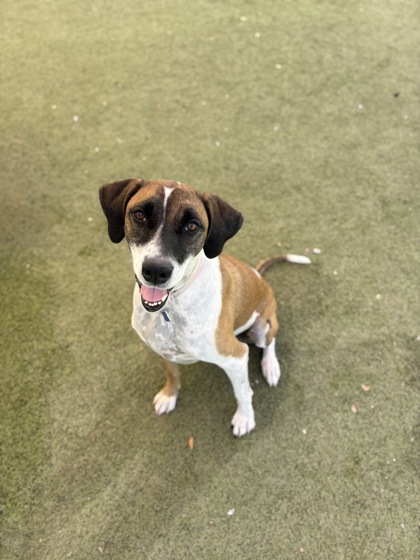 Medium tan and white Black-Mouth Cur dog | Zorua