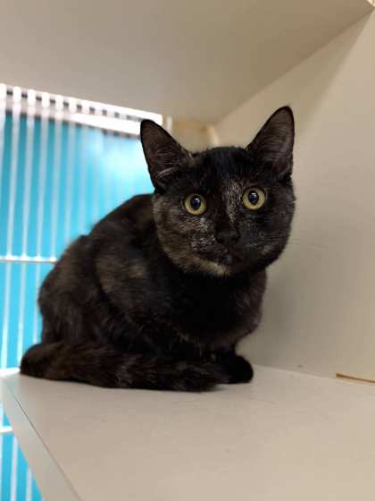Small black and orange Domestic Shorthair mix kitten | Superstitions