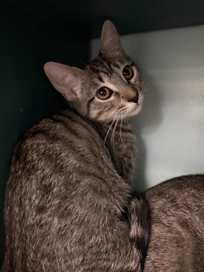 Small brown Domestic Shorthair mix kitten | Tori
