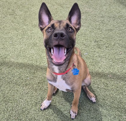Small brown and black Boxer puppy | Lord Farquaad