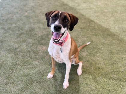 Medium tan and white Black-Mouth Cur dog | Zorua