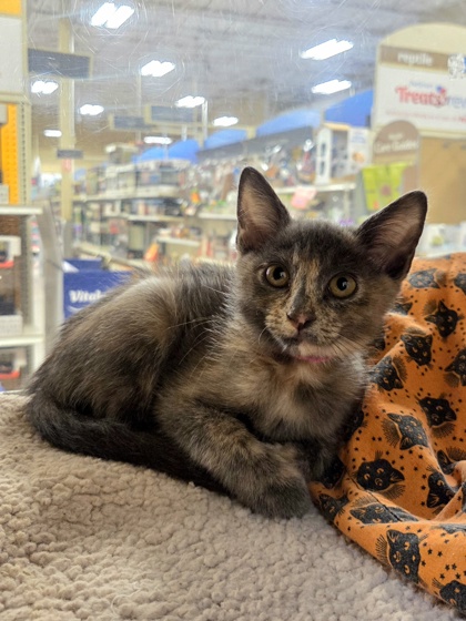 Small grey and cream Domestic Shorthair mix kitten | Marshmallow