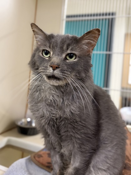 Large grey Domestic Medium Hair mix cat | Gollum