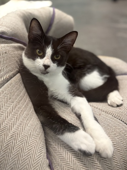 Small brown Domestic Shorthair mix kitten | Jersey