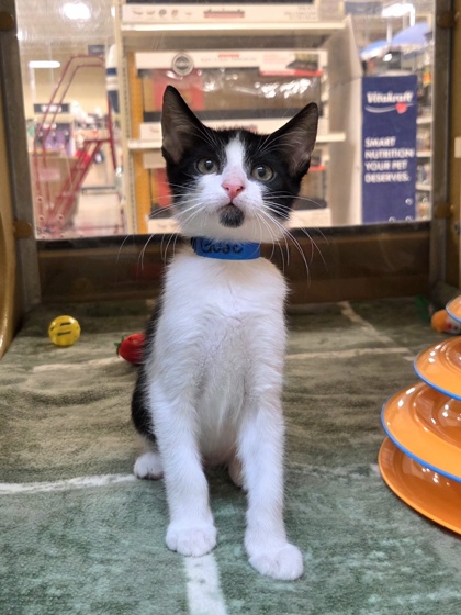 Small black and white Domestic Shorthair mix kitten | Guac