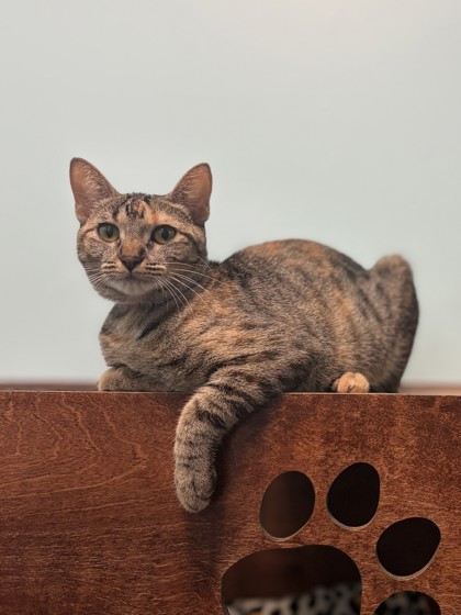 Medium black and cream Domestic Shorthair mix cat | Josie Jr