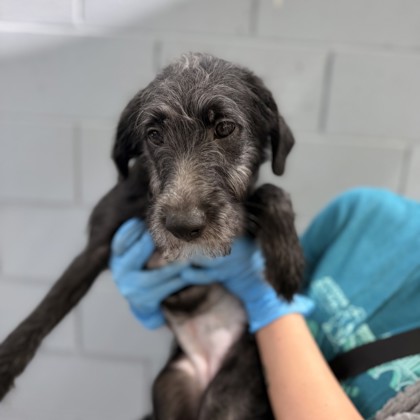 Medium black and grey Standard Poodle puppy | Gaz