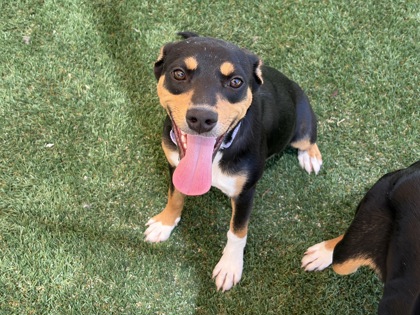 Medium black and brown Rat Terrier mix puppy | Rosalie