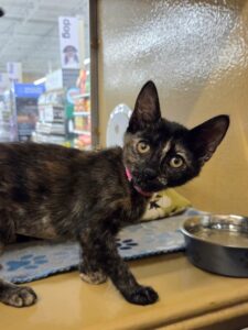 Small black and orange Domestic Shorthair mix kitten | Quincy