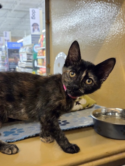 Small black and orange Domestic Shorthair mix kitten | Quincy