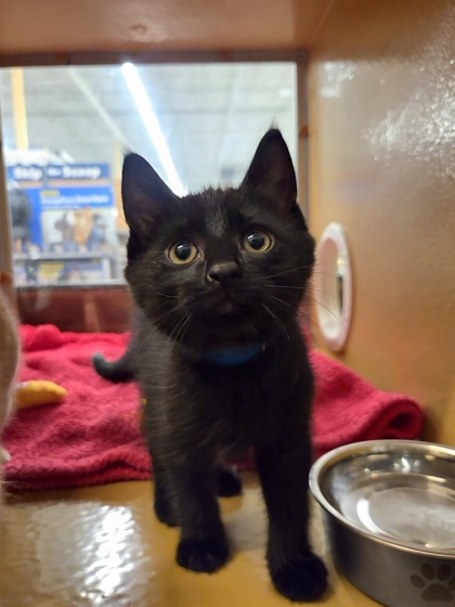 Small black Domestic Shorthair mix kitten | Void