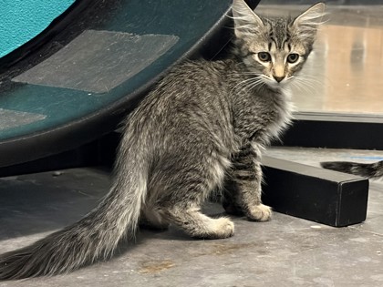 Small brown Domestic Medium Hair mix kitten | Meadow