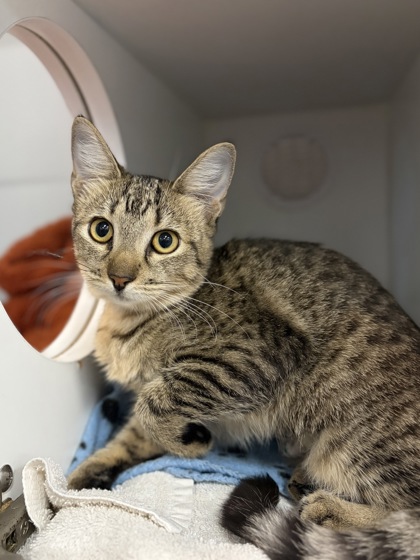 Small brown Domestic Shorthair mix kitten | Chupi