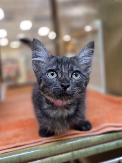 Small smoke Domestic Medium Hair mix kitten | Pulguita