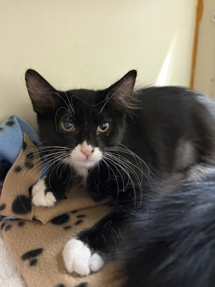 Small black and white Domestic Medium Hair mix kitten | Eve