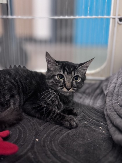 Small brown Domestic Shorthair mix kitten | Jo