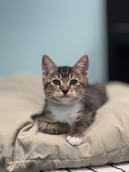 Small brown and white Domestic Shorthair mix kitten | Oliver