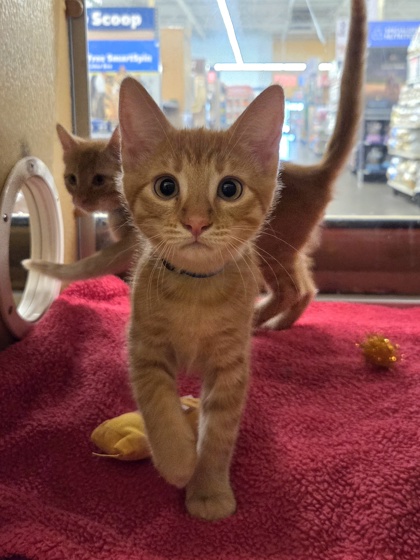 Small orange Domestic Shorthair mix kitten | Habanero