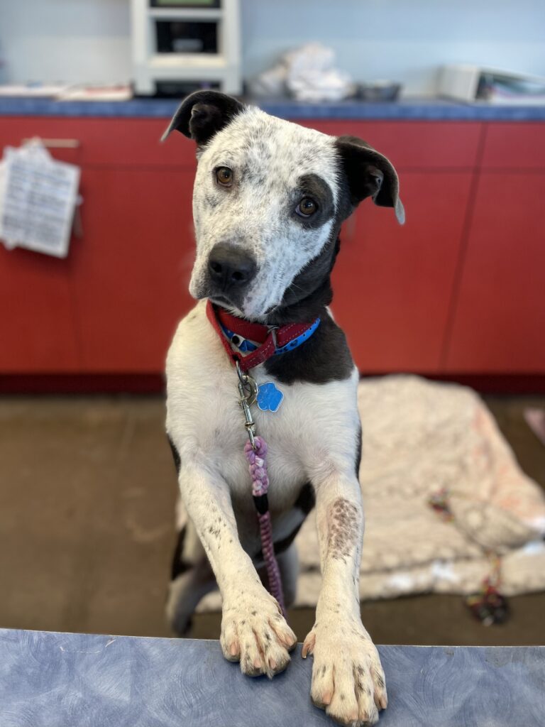 Foster pet: Harris