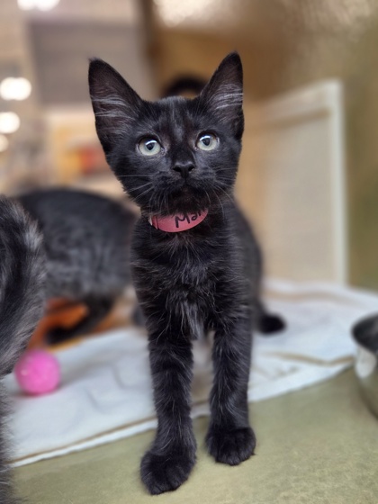 Small black Domestic Medium Hair mix kitten | Marisol