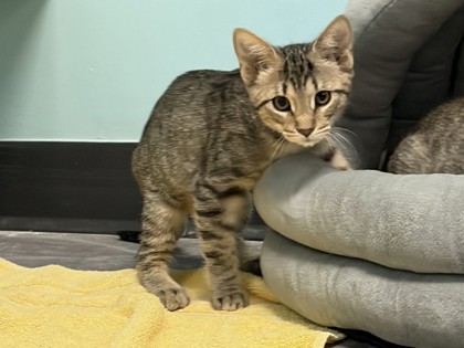 Small brown Domestic Shorthair mix kitten | Maddie