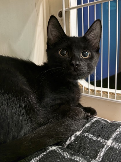 Small black Domestic Shorthair mix kitten | Pugsly