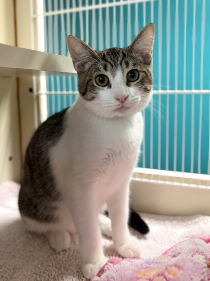 Small brown and white Domestic Shorthair mix kitten | John Hamm