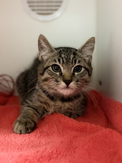 Small brown Domestic Shorthair mix kitten | Metamorphic