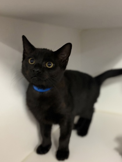 Small black Domestic Shorthair mix kitten | Agouti