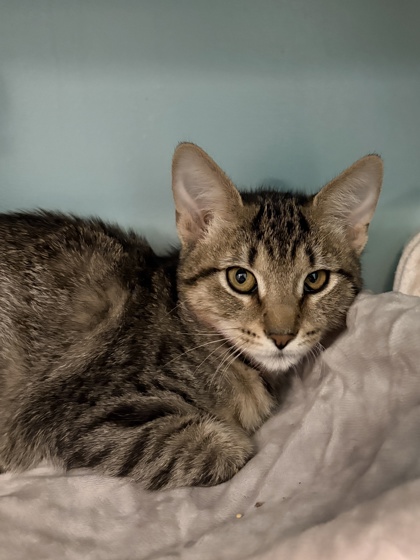 Small brown Domestic Shorthair mix kitten | Maddie