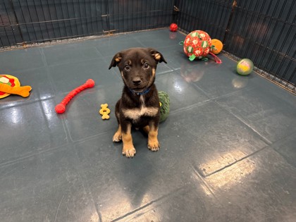 Small black and tan Australian Cattle Dog puppy | Portobello