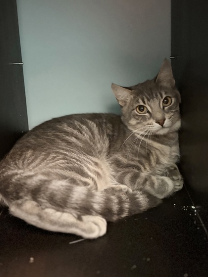 Large grey Domestic Shorthair mix cat | Coupe