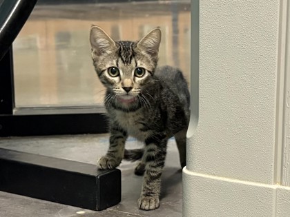 Small brown Domestic Shorthair mix kitten | Tori