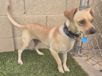 Small tan Short Coat Chihuahua mix dog | Roma