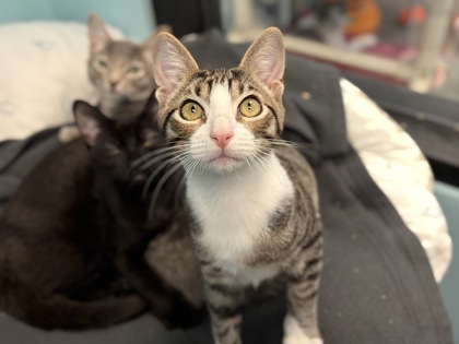 Small brown and white Domestic Shorthair mix kitten | Nugget