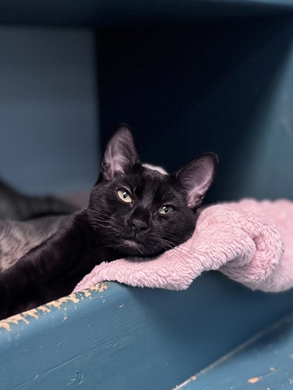 Small black Domestic Shorthair mix kitten | Lucky