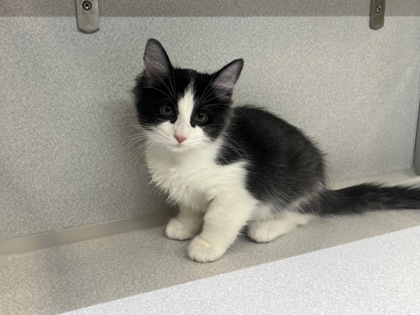 Small black and white Domestic Shorthair mix kitten | Chamomile