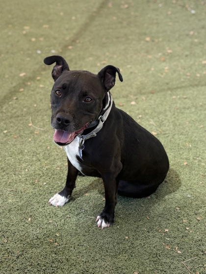 Foster pet: Ichabod