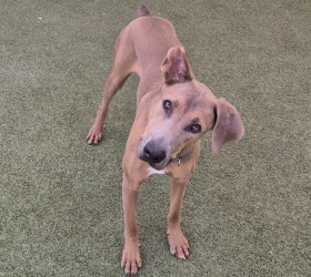 Foster pet: Kingston