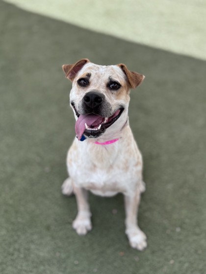 Foster pet: Richochet
